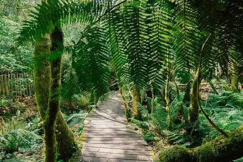 Hot Weather Walkies with Dogs