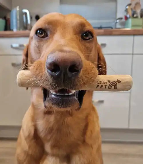natural pet shop ambassador Max the labrador