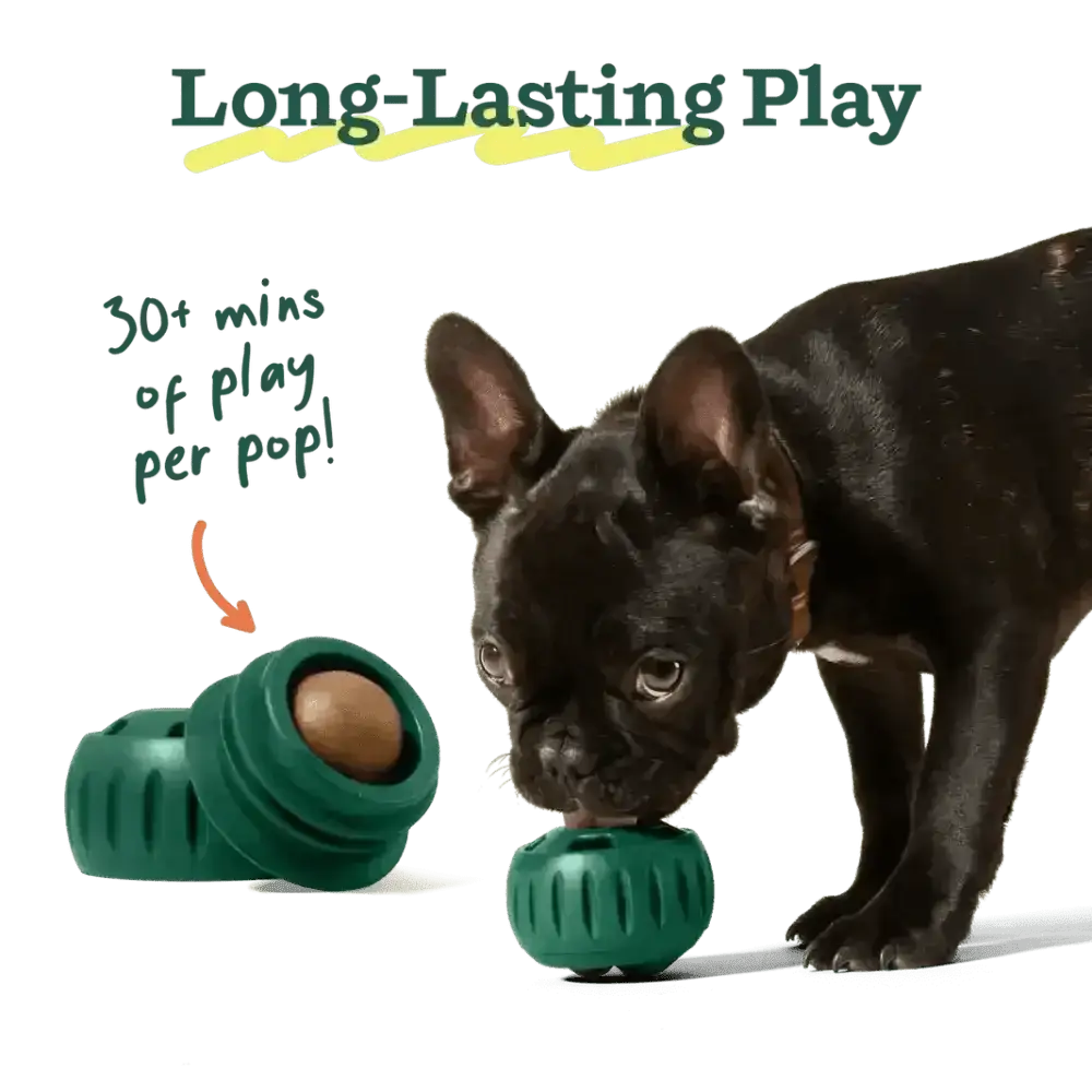 Green Zog dog toy with gold ball inside, made of rubber and plastic, for Woof Pupsicle Peanut long-lasting treats