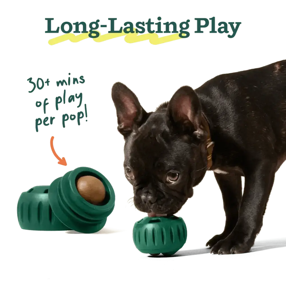 Green Zog dog toy with gold ball inside, made of rubber and plastic, for Woof Pupsicle Peanut long-lasting treats
