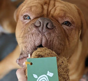 Wrinkled brown dog chewing toy.