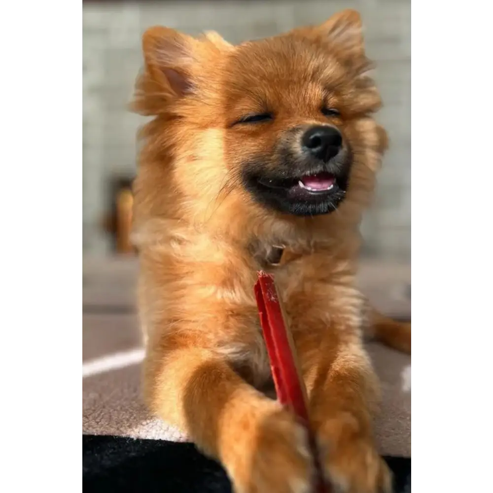 Red pen with black cap and clip on Smoky Dental Fang for fang chews function