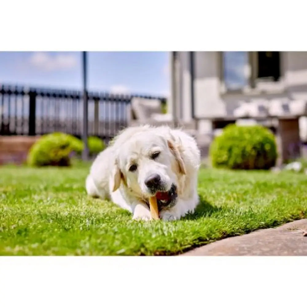 Yakers Apple Dog Chews: popular yakers range bone toy