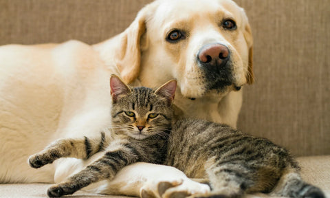 Food Allergies in Dogs and Cats