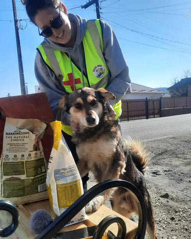 Kate Geernaert with a dog at the Ukrainian Border