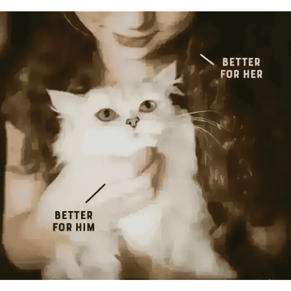 White fluffy cat with blue eyes held by person, YORA Adult Cat for joint care