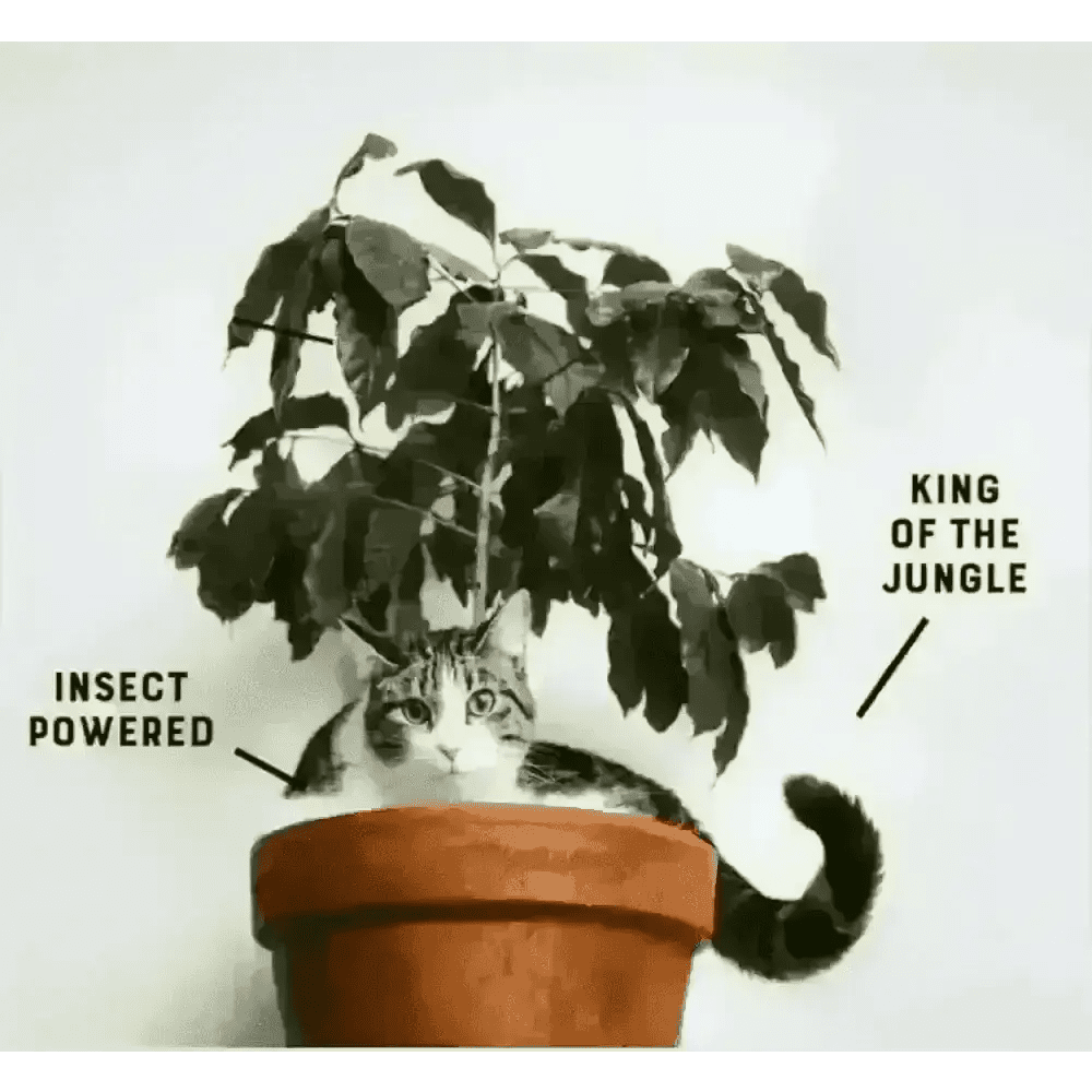 YORA Adult Cat terracotta pot with green leafy plant and striped cat for joint care and gut health