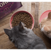 YORA Adult Cat Insect based food At The Pets Larder Natural Pet Shop