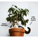 YORA Adult Cat Insect based food At The Pets Larder Natural Pet Shop
