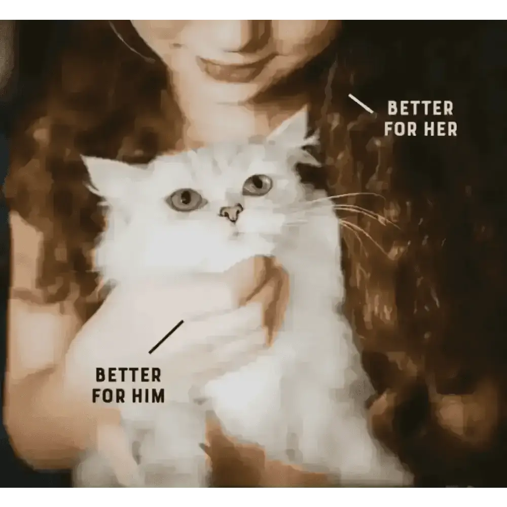 White fluffy cat with blue eyes held by person, YORA Adult Cat for joint care