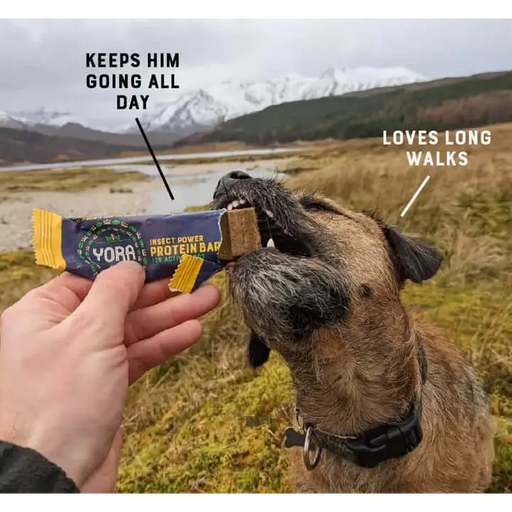 YORA Dog Active Bar 35g - Insect dog treat