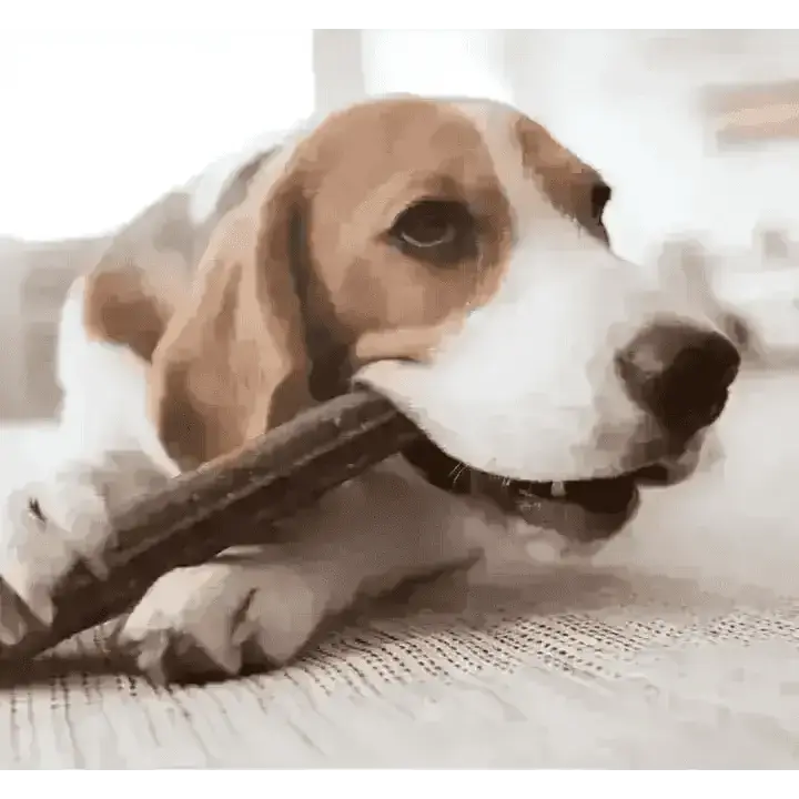 YORA large dental sticks with insect protein for fresh breath, beagle chewing