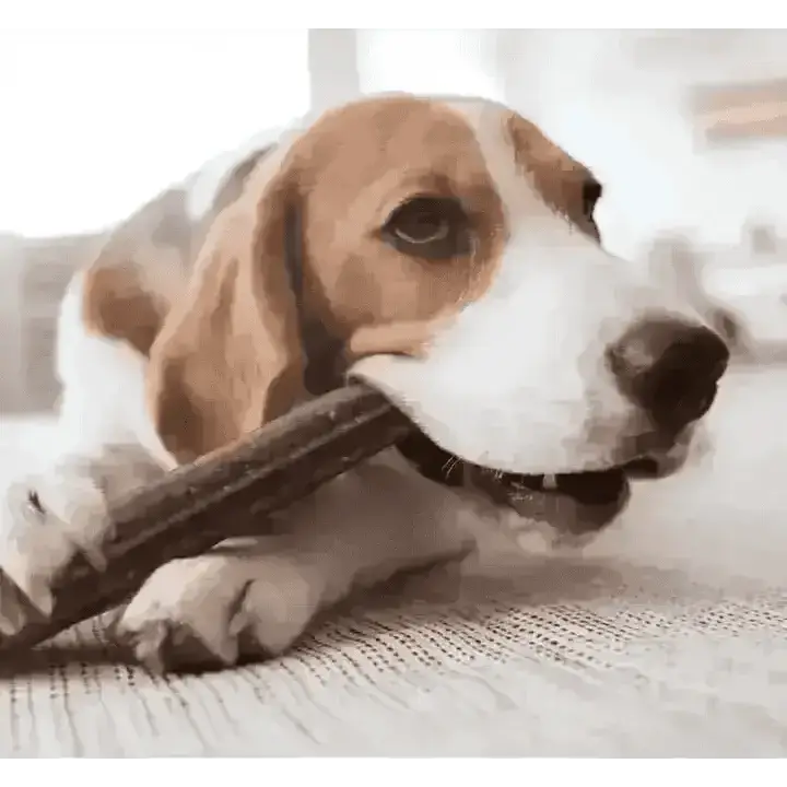 YORA large dental sticks with insect protein for fresh breath, beagle chewing