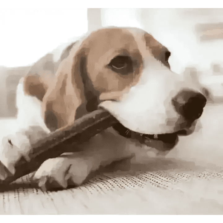 YORA large dental sticks with insect protein for fresh breath, beagle chewing