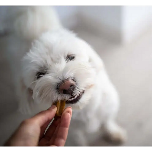 YORA Dog Dental Sticks Small 56g - Insect dog treat chew