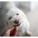YORA Dog Dental Sticks Small 56g - Insect dog treat chew