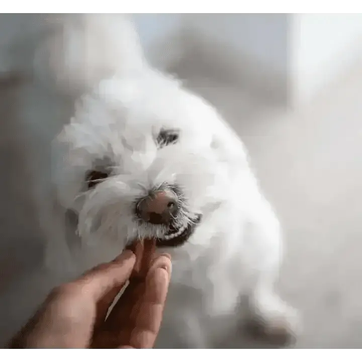 YORA Dog Dental Sticks Small 56g with textured white fluffy insect protein treat for fresh breath