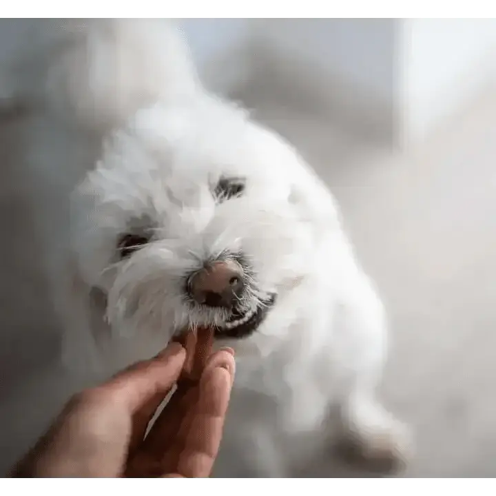 YORA Dog Dental Sticks Small 56g with textured white fluffy insect protein treat for fresh breath