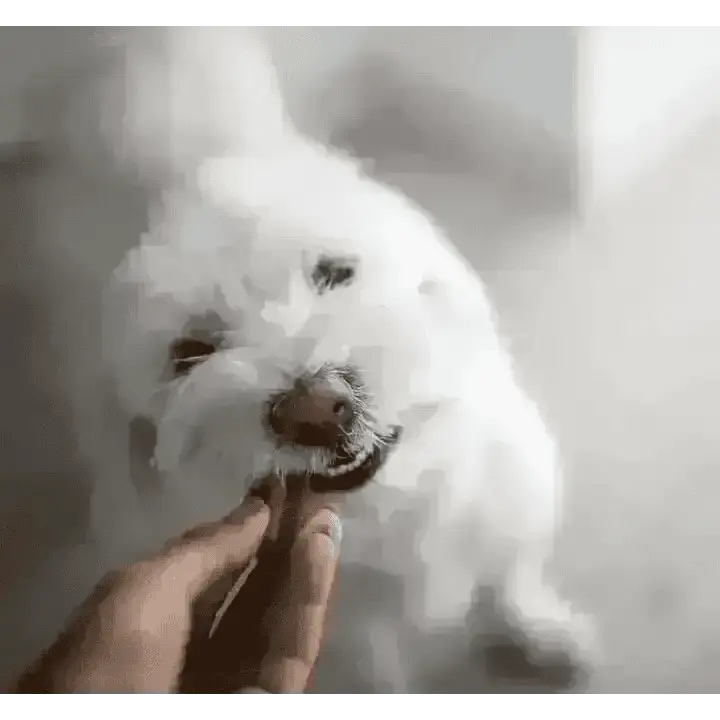 YORA Dog Dental Sticks Small 56g with textured white fluffy insect protein treat for fresh breath