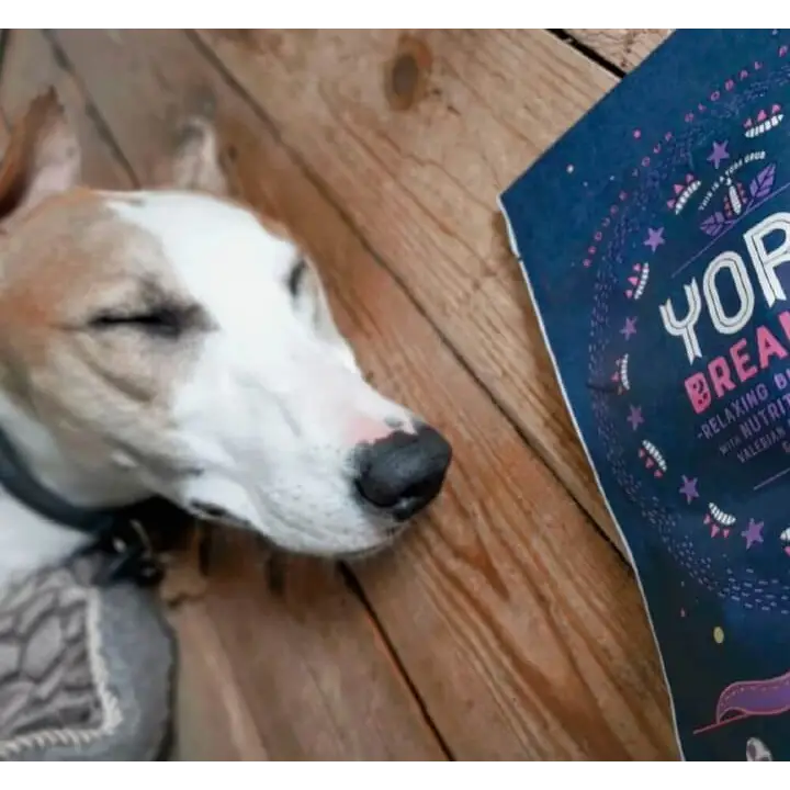 YORA Dog Dreamers 100g - Insect Dog Treats.