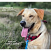 YORA Dog Light/Senior - Insect dog food.