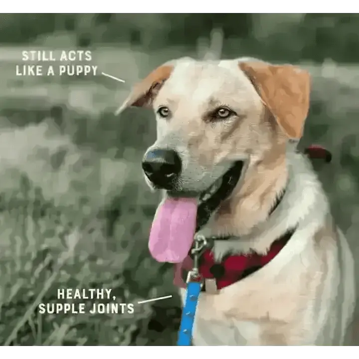 Golden Retriever in YORA Dog Light/Senior for joint care and brain health
