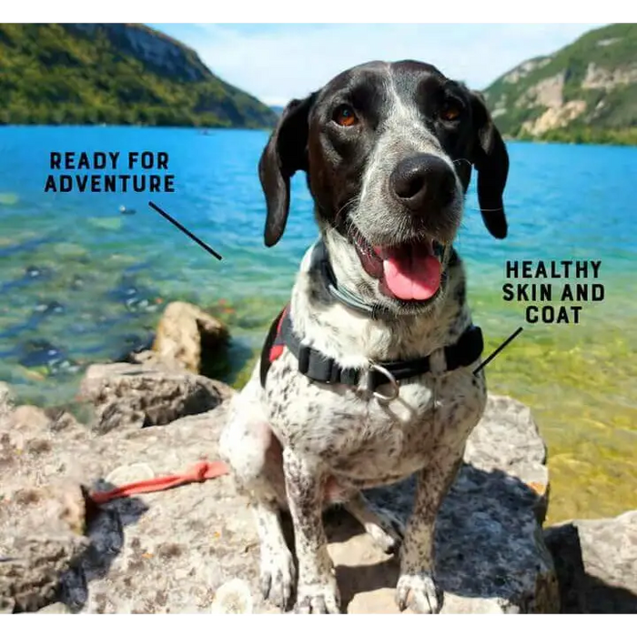 A happy dog sits on some rocks near a lake, he is surrounded by graphics which describe how Yora Insect Foods has helped him