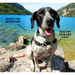 A happy dog sits on some rocks near a lake, he is surrounded by graphics which describe how Yora Insect Foods has helped him