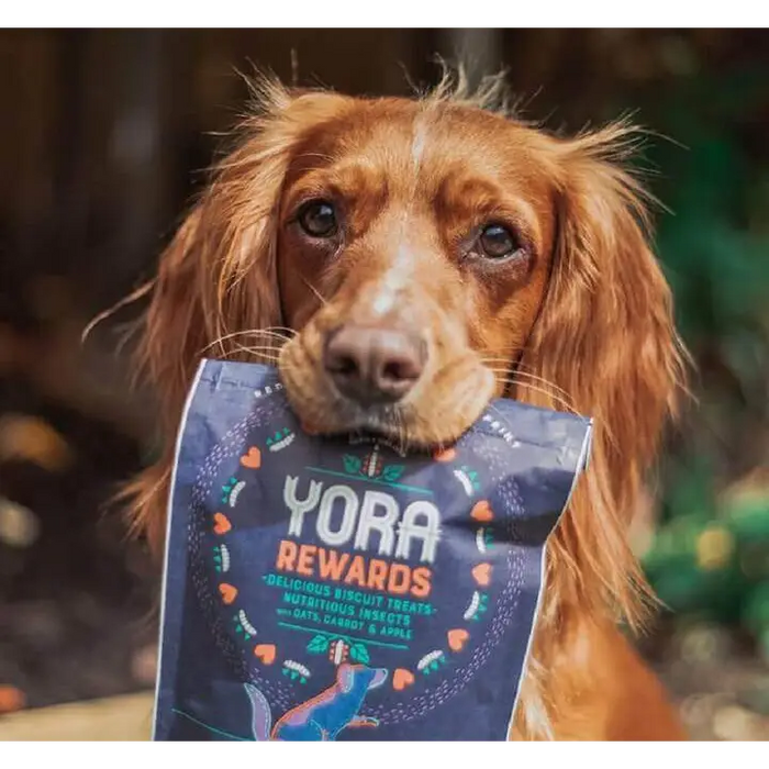 A dog stares intently into the camera with a bag of YORA Rewards in its mouth