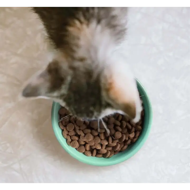 YORA Kitten 600g green bowl with dry food for joint care and gut health