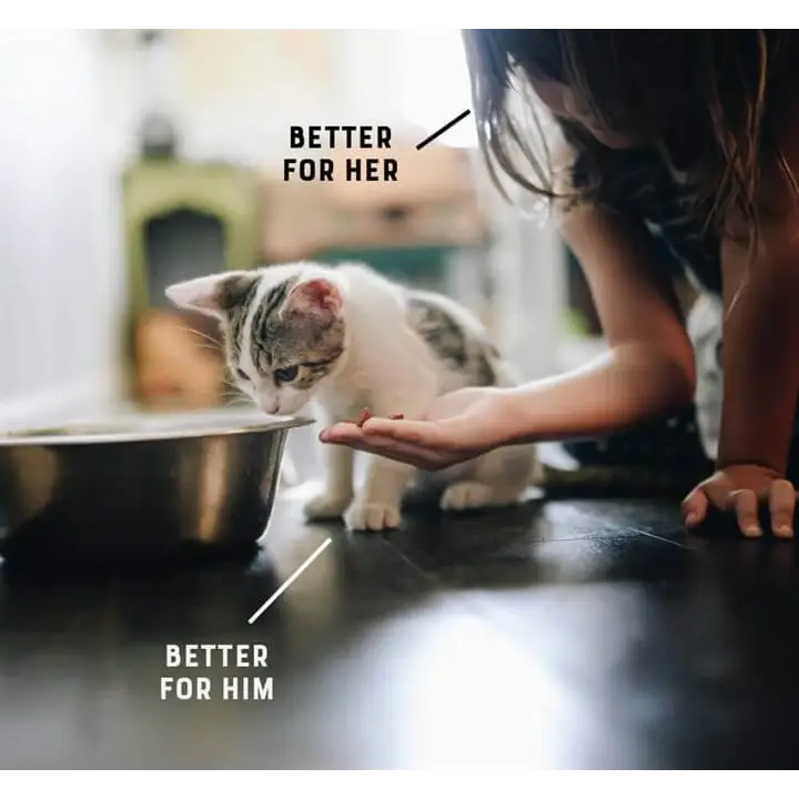 Kitten drinks water from black-rimmed metal bowl, YORA Kitten 600g for gut health