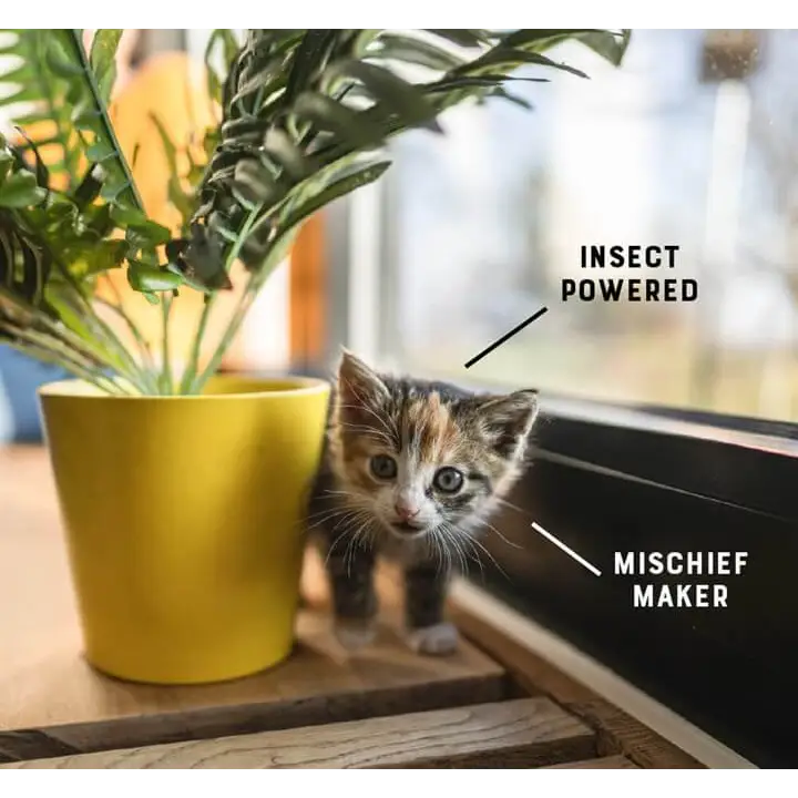 YORA Kitten 600g: Yellow ceramic pot with green plant for joint care and gut health