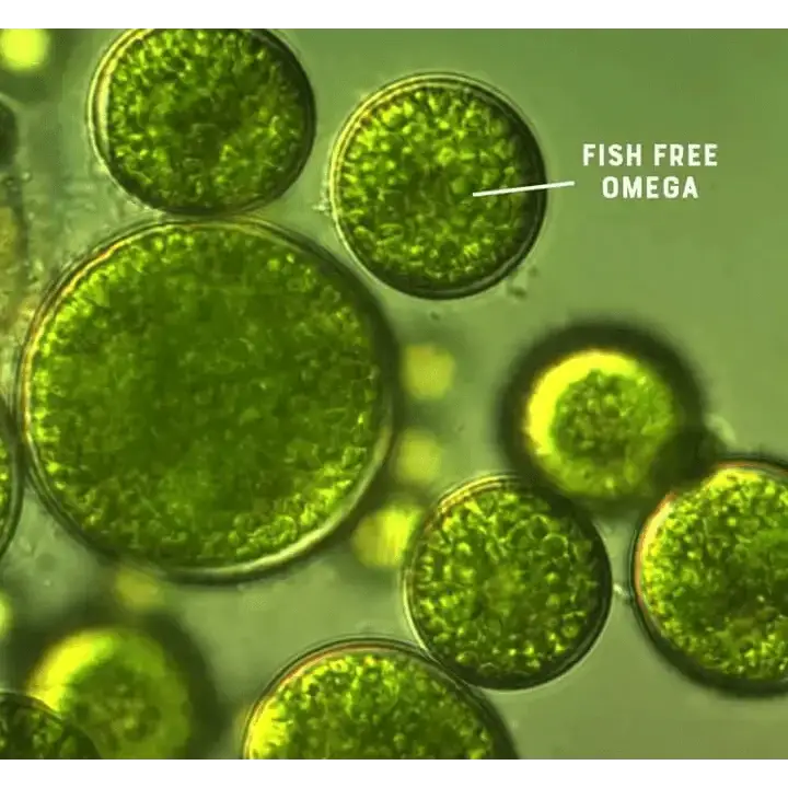 Fish-free omega supplement tablets