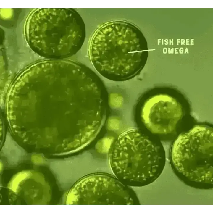 Fish-free omega supplement tablets