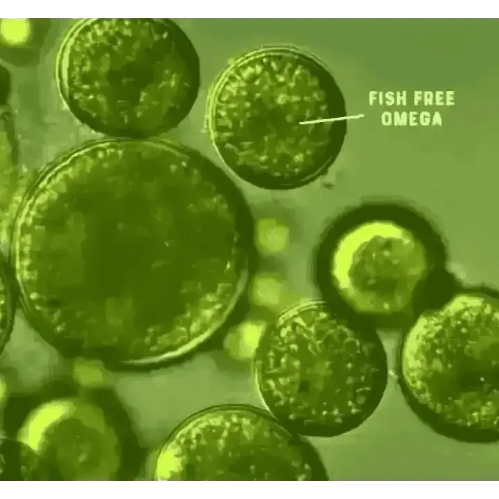 Fish-free omega supplement tablets