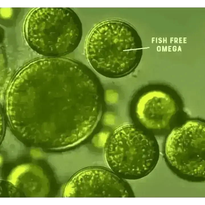 Fish-free omega supplement tablets