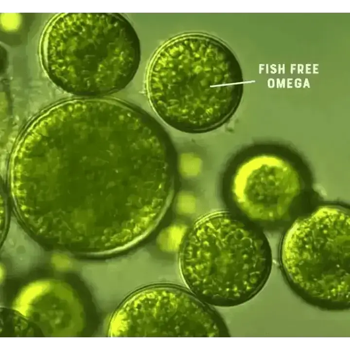 Fish-free omega supplement tablets