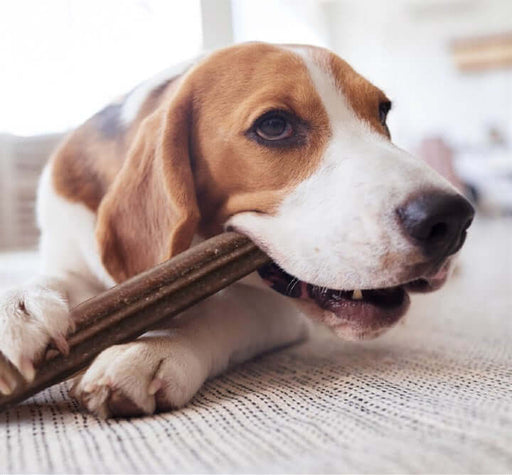 YORA Dog Dental Sticks Large 270g - Insect dog treat chew