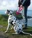 Cornish Grippy Lead - 5 Loop Cornish Black & Gold Dog Lead Dog Accessories Grippy Leads
